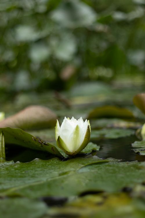 Free Close-up of a blooming white water lily floating on green leaves, showcasing nature's beauty. Stock Photo