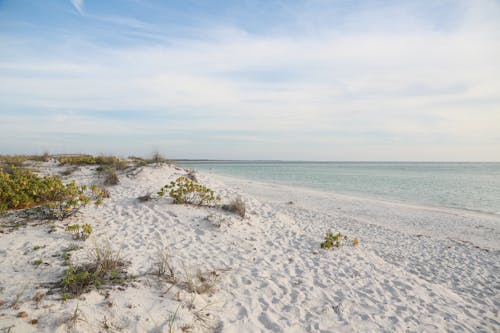 無料 サニベルとキャプティバ, ビーチ, フロリダ海岸の無料の写真素材 写真素材