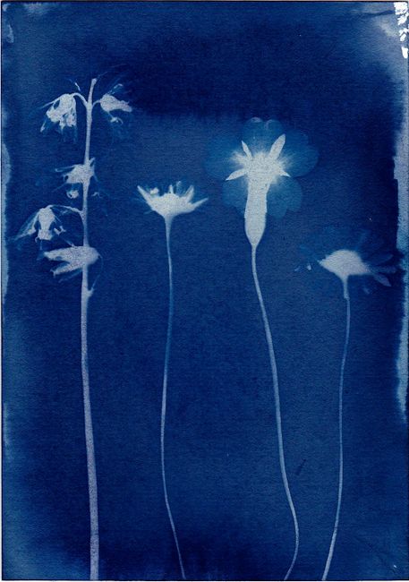 Artistic cyanotype of floral silhouettes on a deep blue background. Perfect for art lovers.