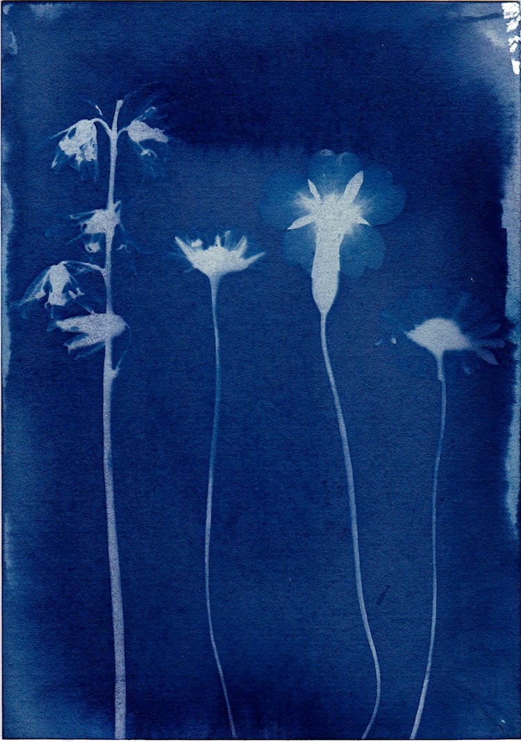 Cyanotype Art Of Flowers