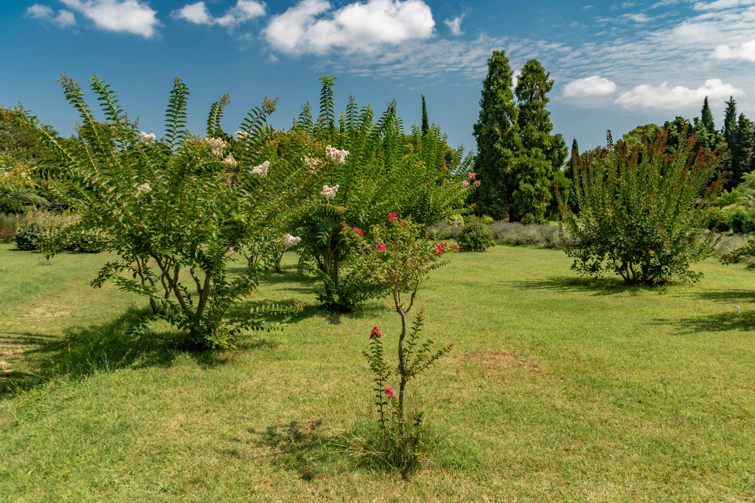 Free stock photo of adriatic, arboretum, beautiful flowers by Sun Pixel Photography