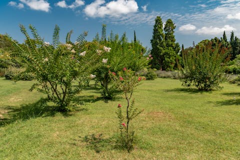 Free stock photo of adriatic, arboretum, beautiful flowers by Sun Pixel Photography