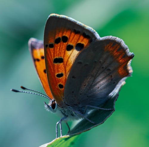 Foto profissional grátis de antenas, asas, borboleta