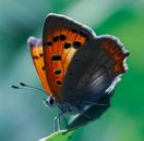 Brown and White Butterfly on Green Leaf in Close Up Photography