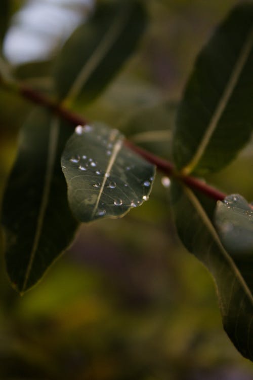 Gratis stockfoto met bladeren, boom, depth of field