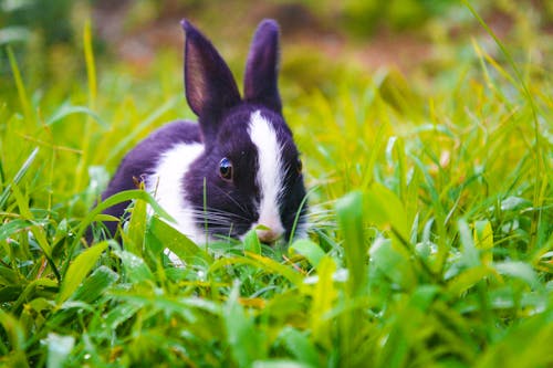 Immagine gratuita di colorato, coniglio, fauna selvatica