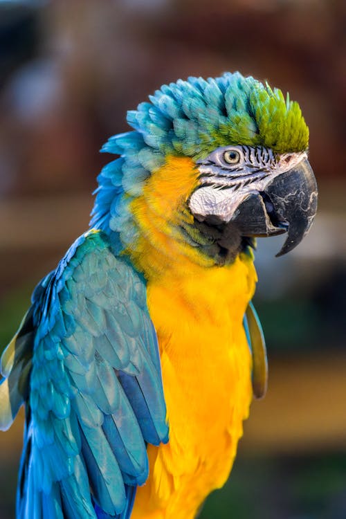Close-Up Photograph of a Blue and Yellow Macaw