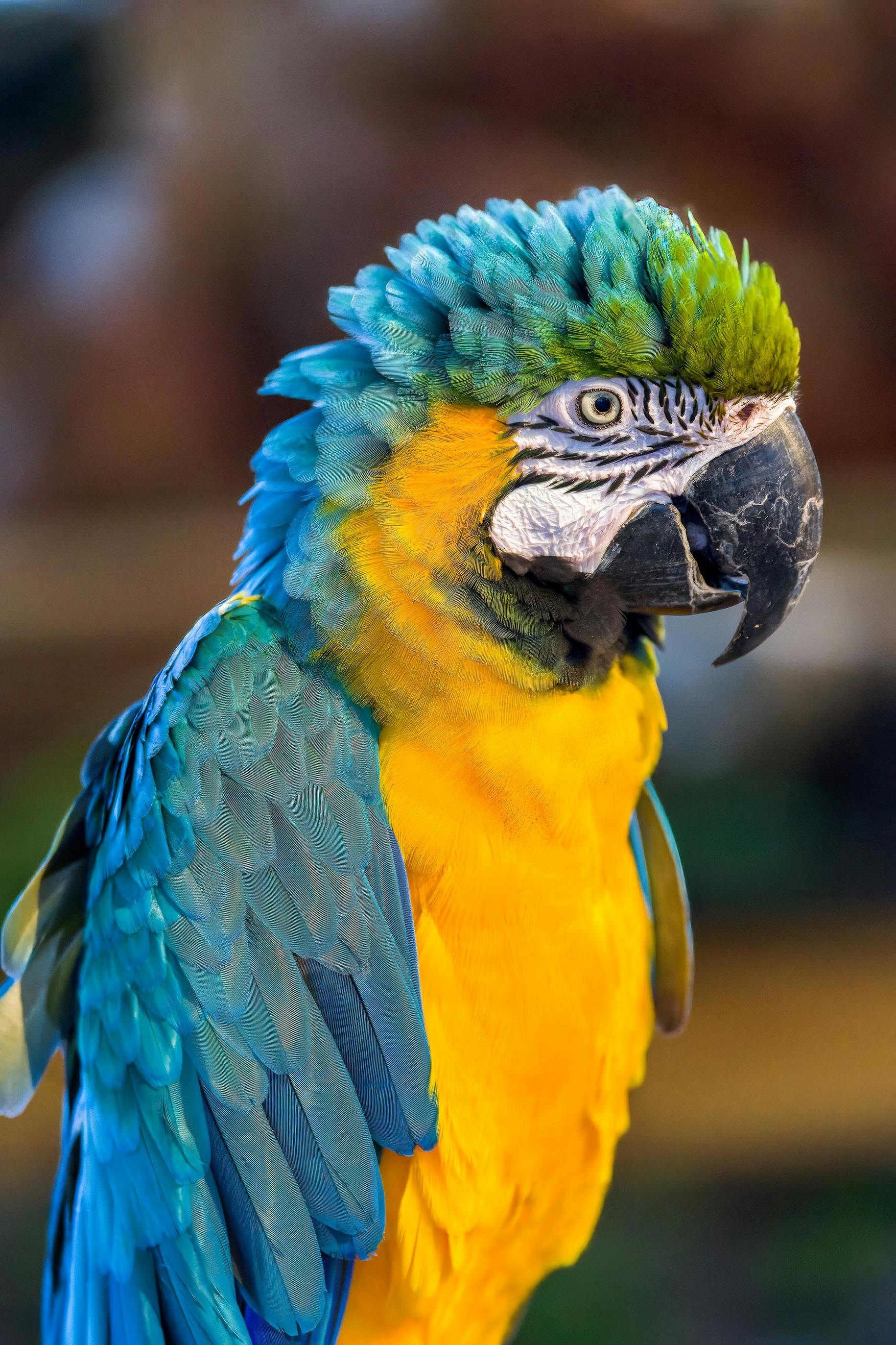 Parrot Photos, Download The BEST Free Parrot Stock Photos & HD Images