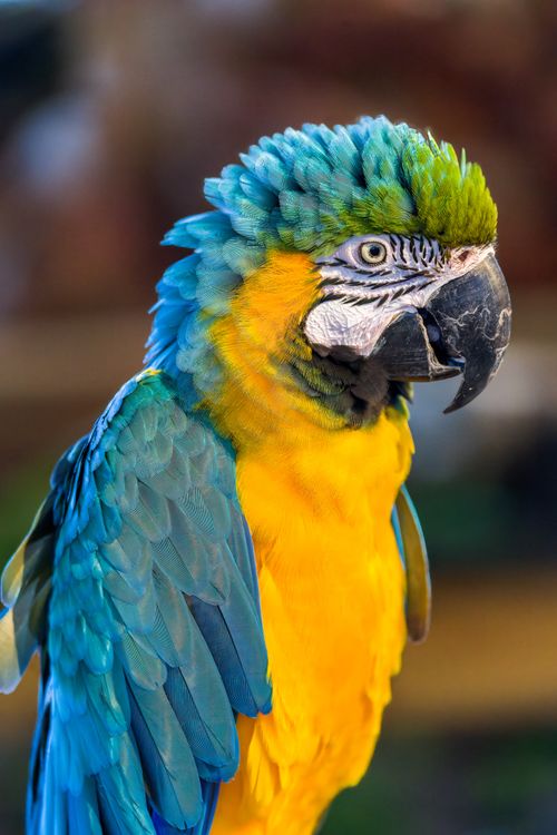 Free Close-up of a vivid Blue-and-Gold Macaw (Ara ararauna) perched outdoors. Perfect for wildlife enthusiasts. Stock Photo