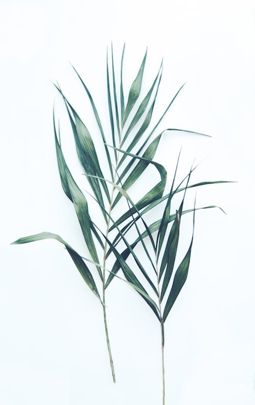 Green Leaves of Plant on White Background