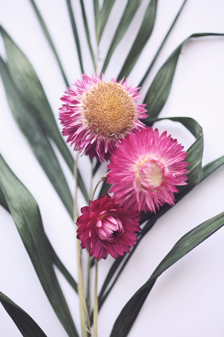 Pink Strawflowers In Bloom 