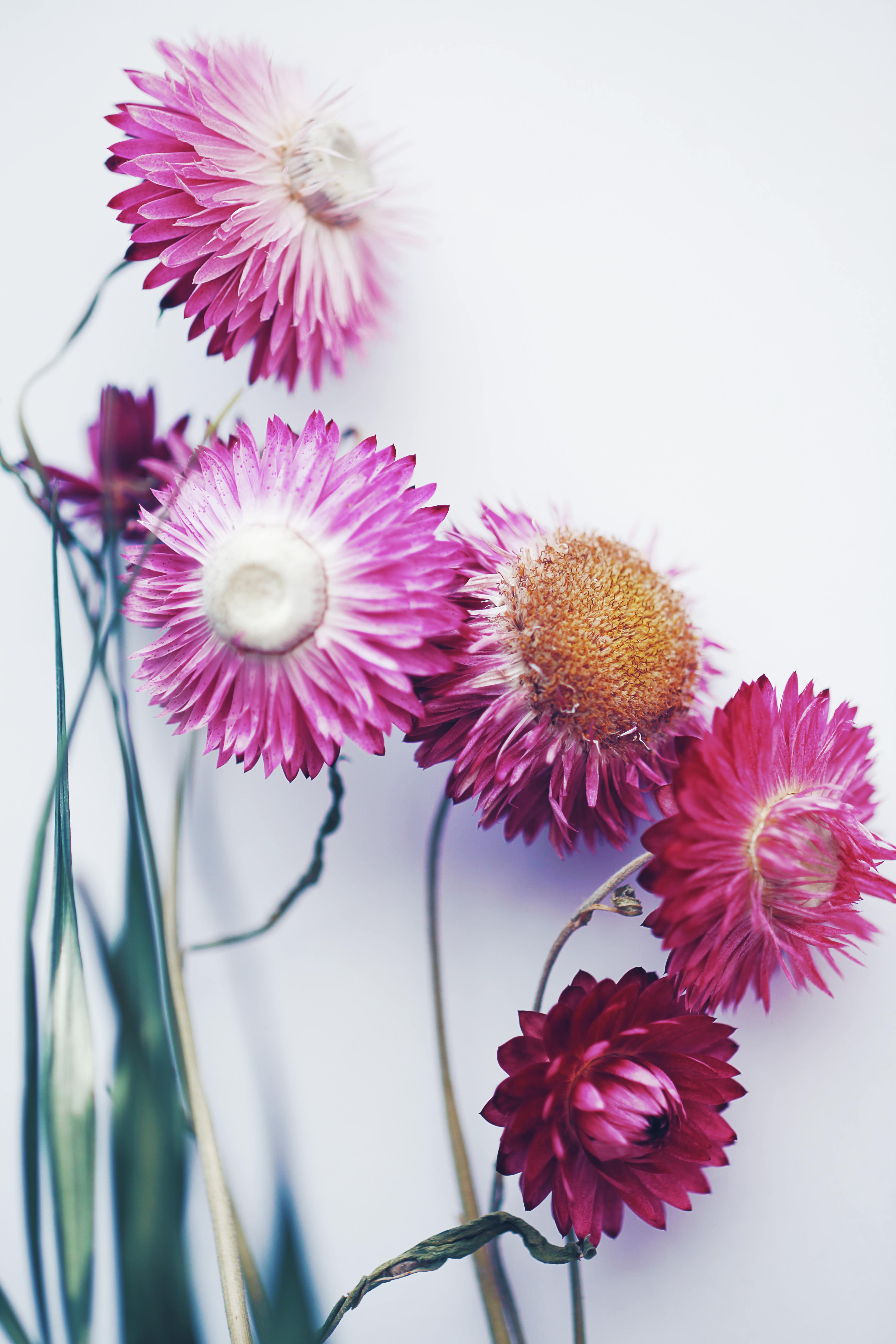 Beautiful Flowers in White Background · Free Stock Photo