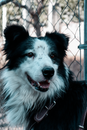 Black and White Border Collie