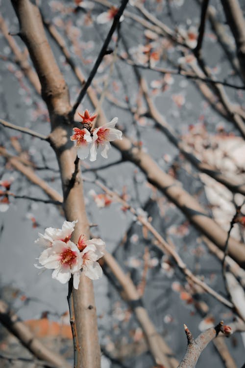 Бесплатное стоковое фото с prunus, белый, вертикальный выстрел