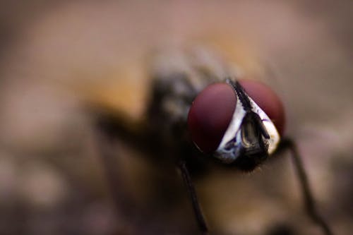 Photographie En Gros Plan De Mouche