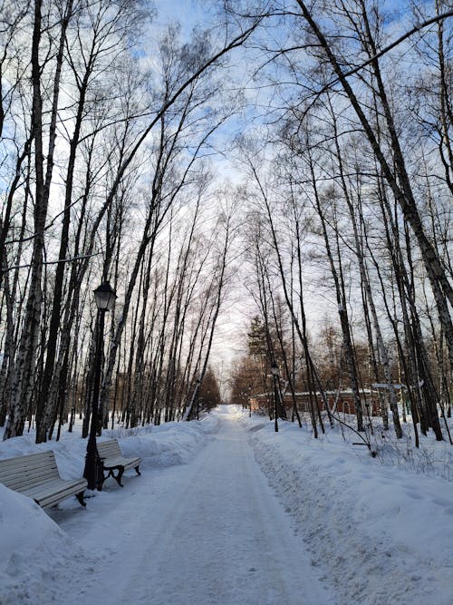 Immagine gratuita di alberi spogli, angolo basso, coperto di neve