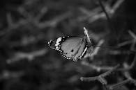一张黑白照片中，一只蝴蝶停在树枝上，背景模糊