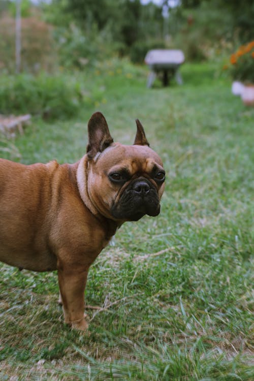 Brown French Bulldog on Green Grass Field