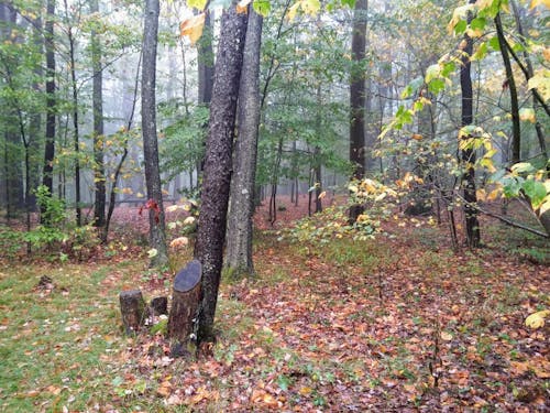 Gratis lagerfoto af efterår træer, skov, træer