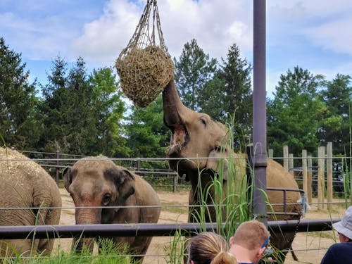 Gratis lagerfoto af elefanter, zoo