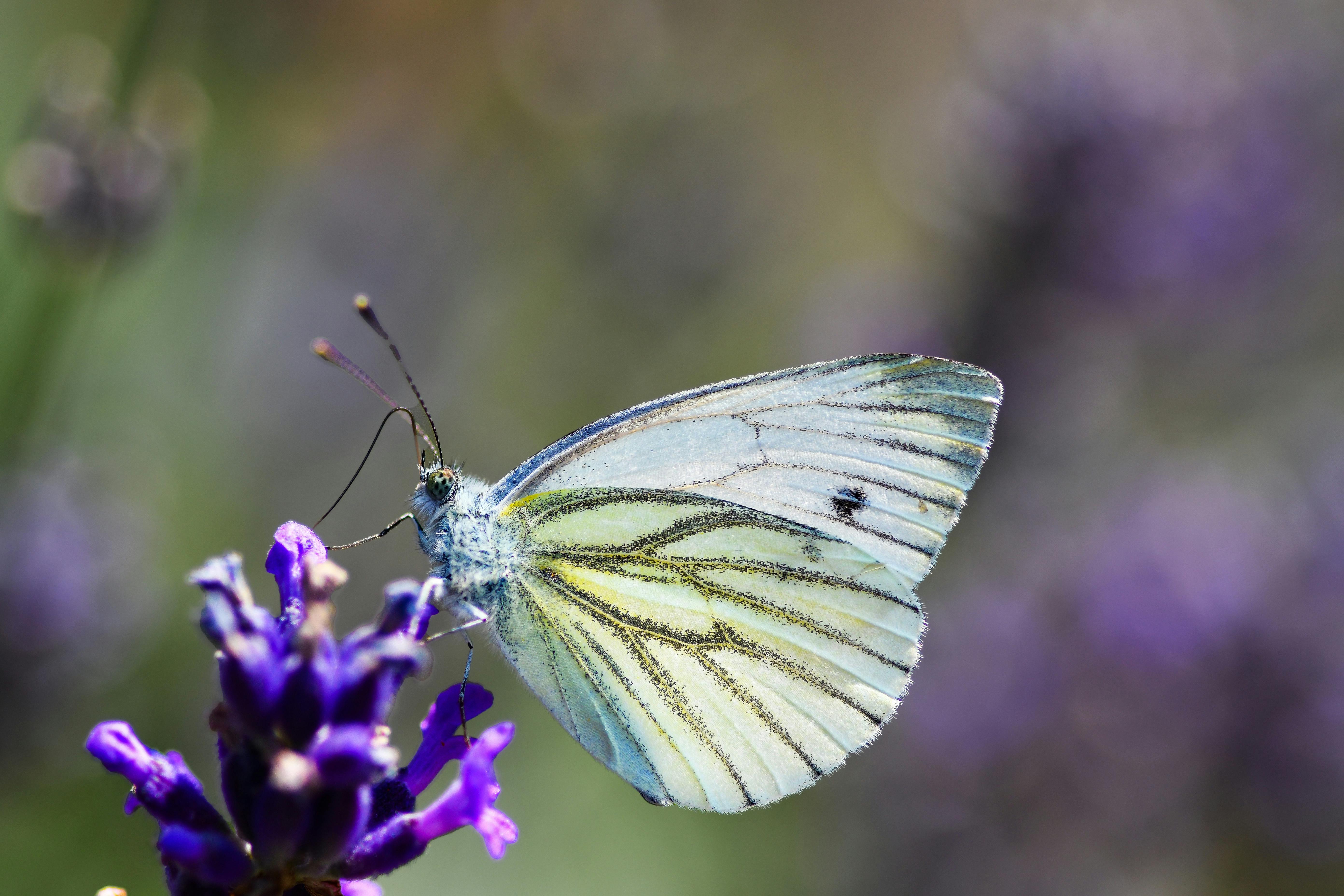 Close-up of a Green-Veined White Butterfly perched on vibrant lavender flowers.