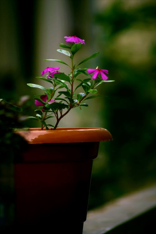 浅粉红色的摄影花粉植物与棕色锅