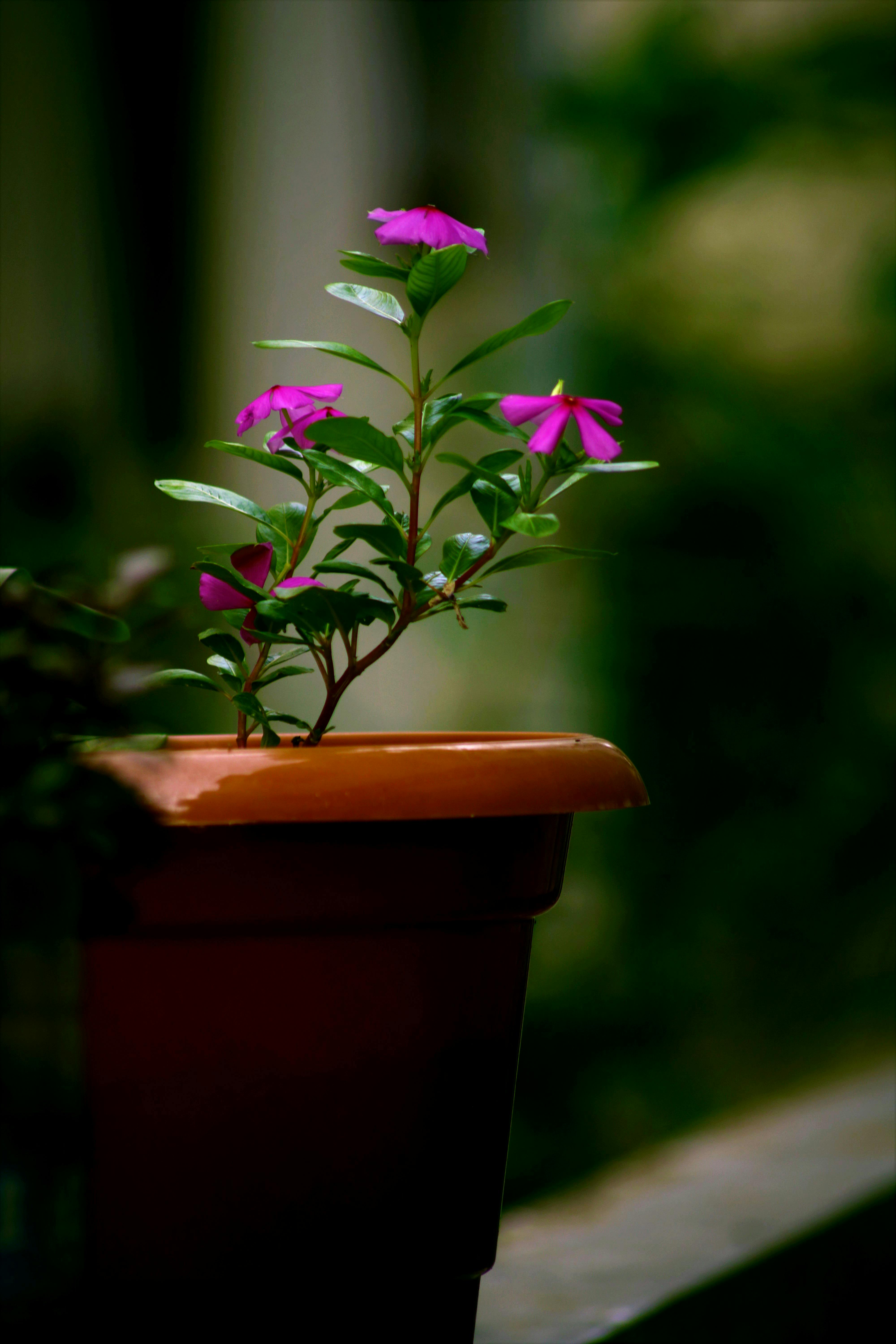 Flower Pot Photos, Download The BEST Free Flower Pot Stock Photos & HD  Images