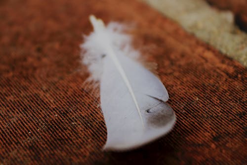 宏羽毛, 微距攝影, 白色的羽毛 的 免費圖庫相片