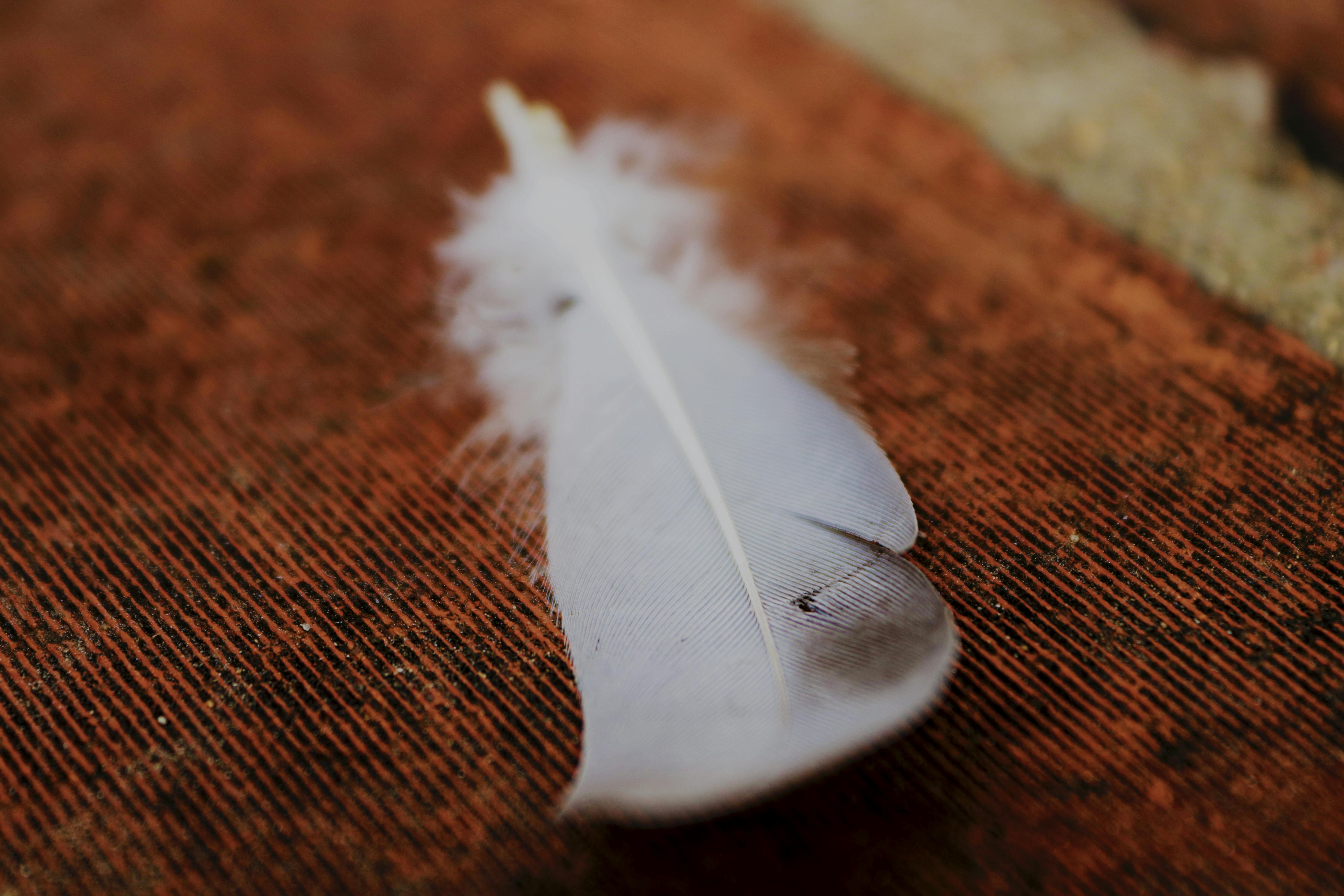 Free stock photo of feather, macro feather, macro photography