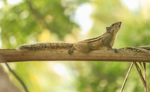 Photo of Chipmunk on Tree Branch