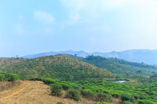 munnar, 무료 바탕화면, 이누 크키의 무료 스톡 사진