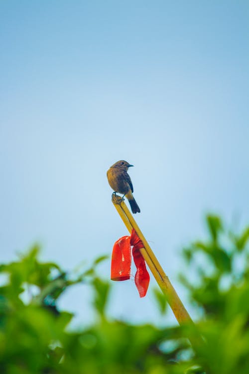 小さな鳥, 緑茶, 鳥の無料の写真素材
