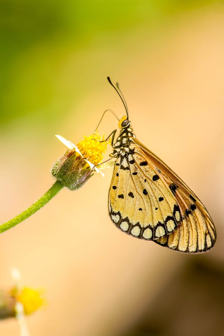 Macro Photography Of Butterfly