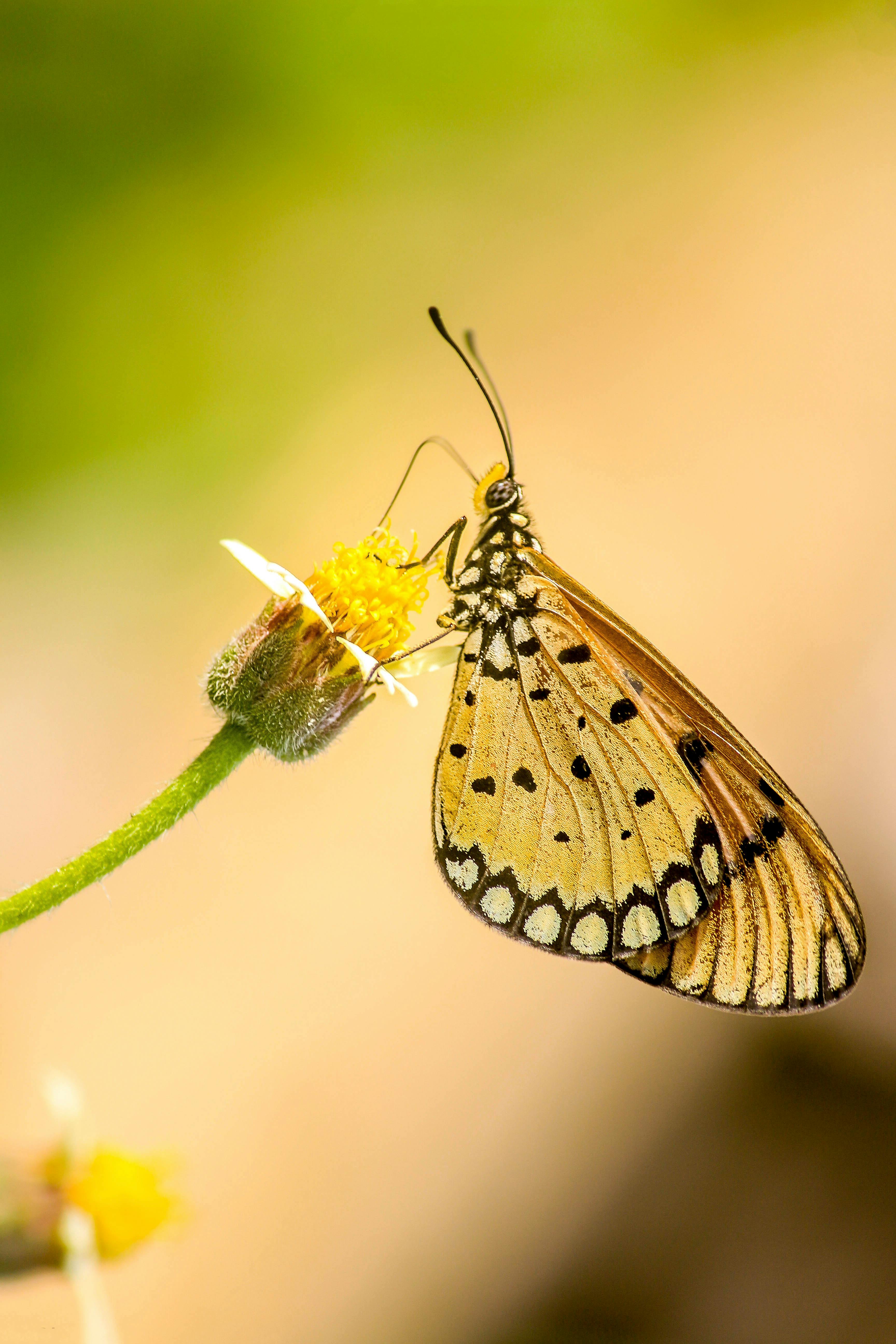 Close Up Photo of Vanessa Atalanta Butterfly Perched on ... - 3456 x 5184 jpeg 1902kB