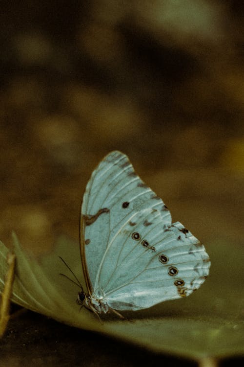 White and Black Butterfly on Green Grass