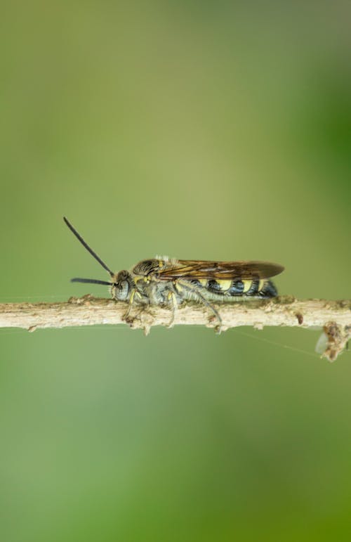Free Hoverfly on Tree Branch Stock Photo