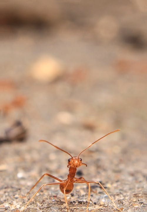 무료 개미의 근접 촬영 스톡 사진