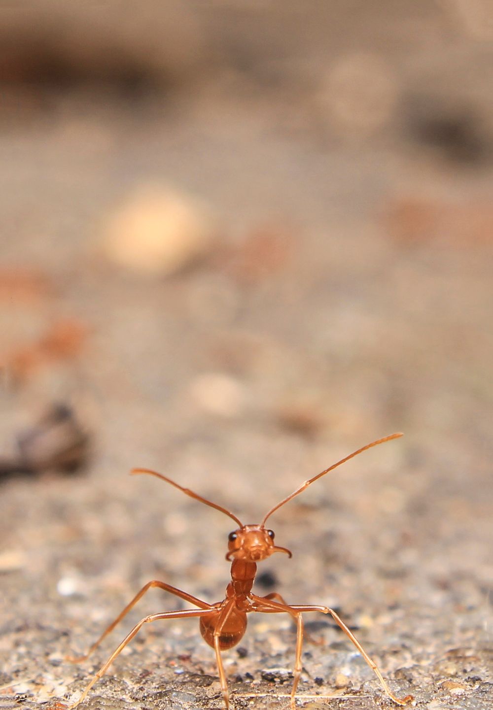 Close-up of a red ant on the ground, a common household pest