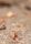 ant