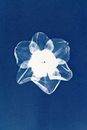 Cyanotype Art of Daffodil Flower