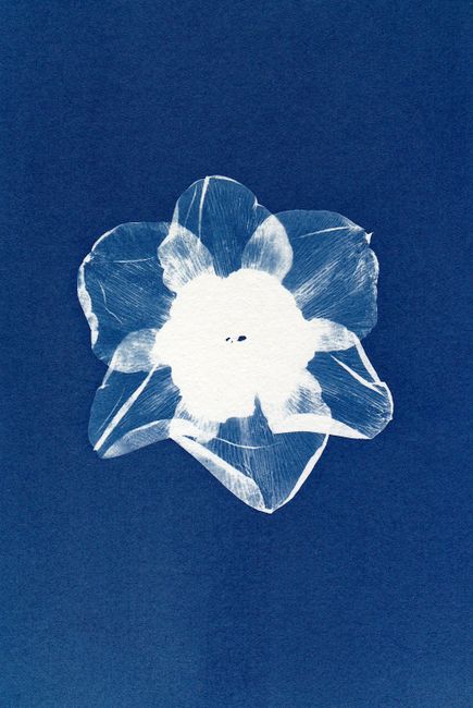 A cyanotype print featuring a delicate white daffodil silhouette on a bold blue background.