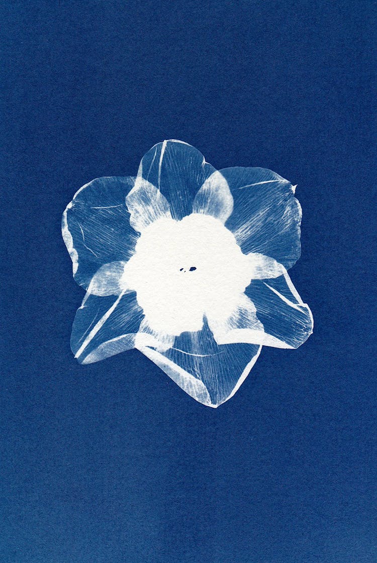 Cyanotype Art Of Daffodil Flower