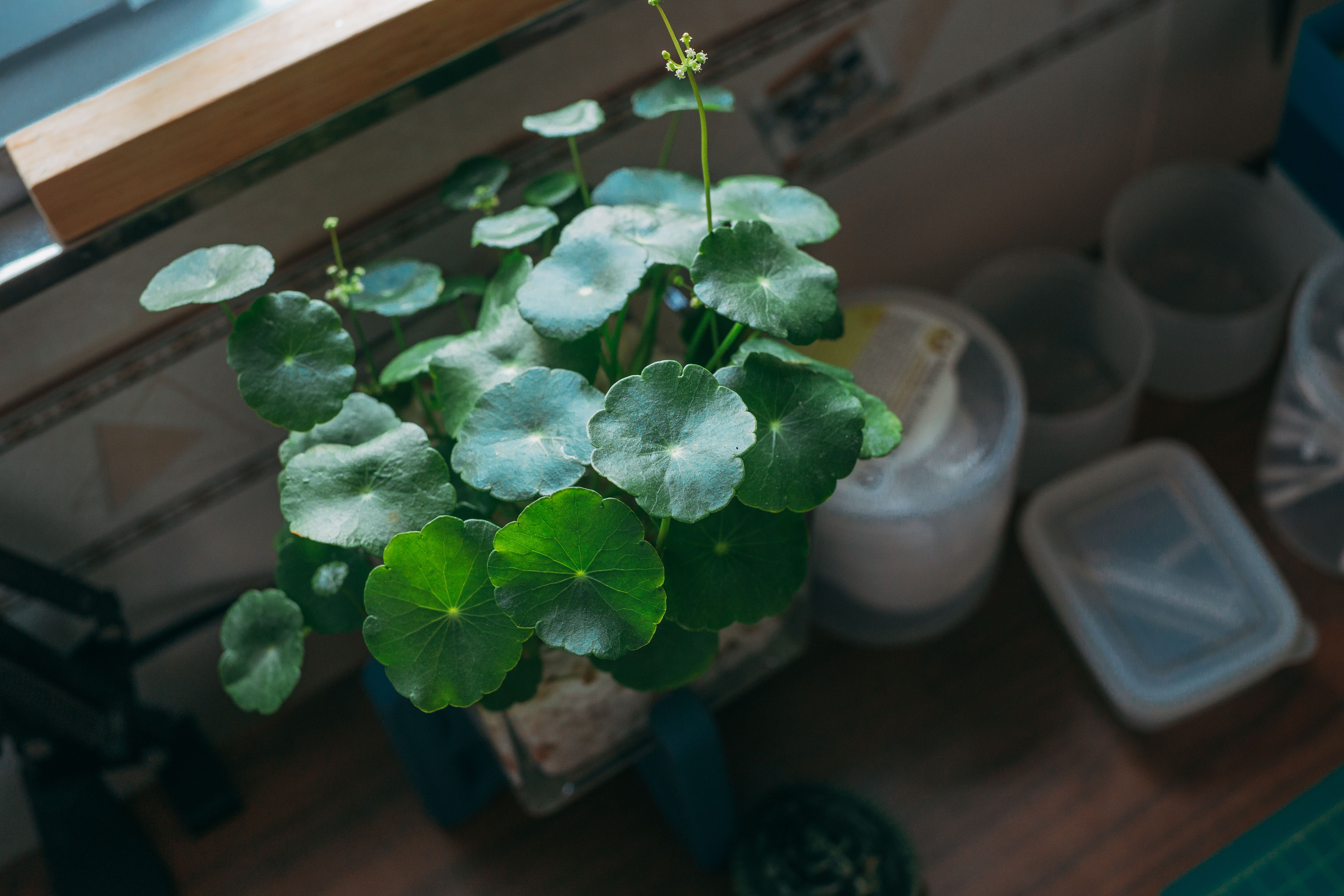 Vibrant Hydrocotyle Vulgaris plant with lush green foliage indoors, showcasing nature's beauty.