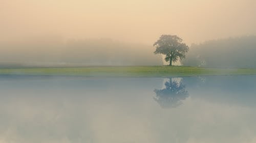 Tree near the Lake During Foggy Day