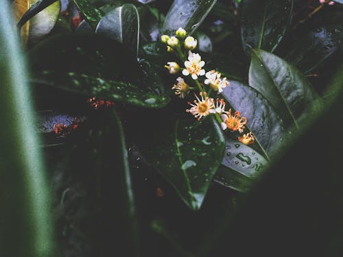 Мелкофокусная фотография растений