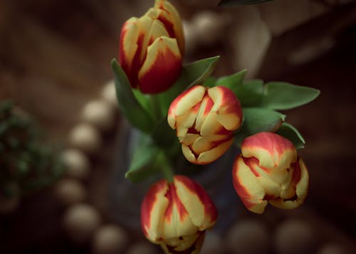 Free Yellow and Red Tulips in Bloom Stock Photo