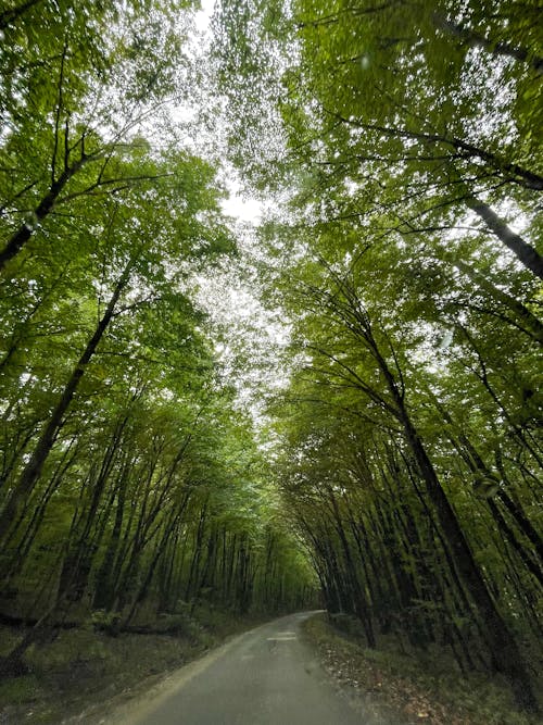 Immagine gratuita di alberi, ambiente, esterno