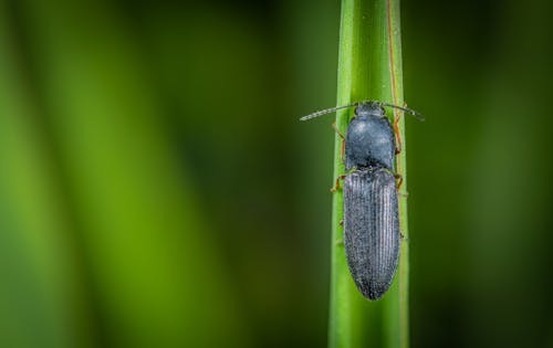Siyah Ortak Zemin Böceği Makro Fotoğrafı