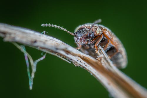 Brown Bug on Brown Plant