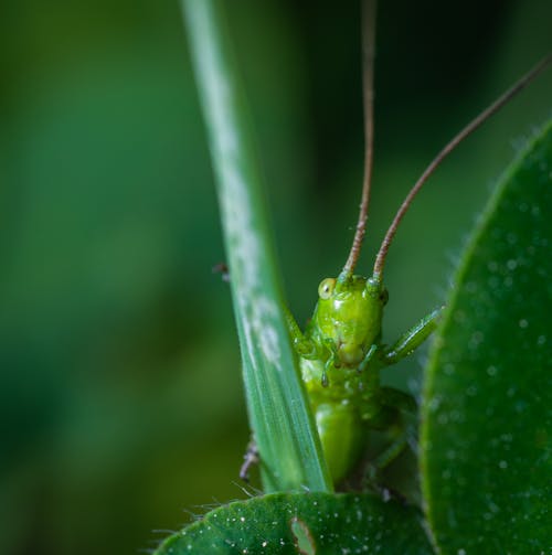 Closeup Photography of Green Grasshopper on Plant